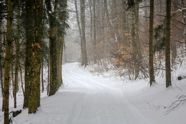 冬季景观的一片森林 — 图库照片