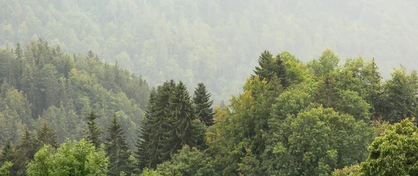 Mountain Slope Forest Trees — 스톡 사진