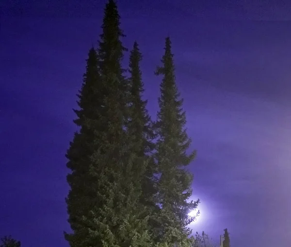 Widok Księżyc Grupą Wysokich Drzew — Zdjęcie stockowe