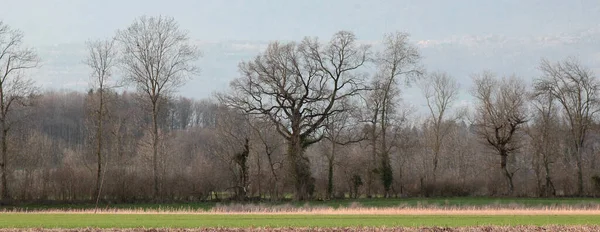 Agricultural Rural Scenery Trees — Fotografia de Stock