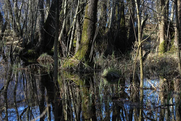 Tree Trunks Swamp Pond — Stock Photo, Image