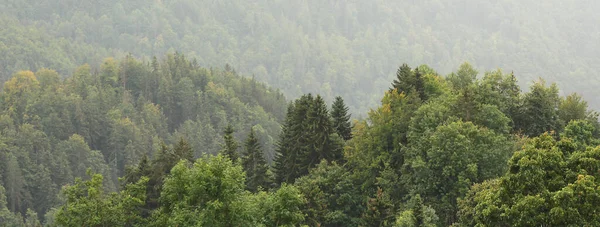 Orman Ağaçlarıyla Kaplı Bir Dağ Yamacı — Stok fotoğraf