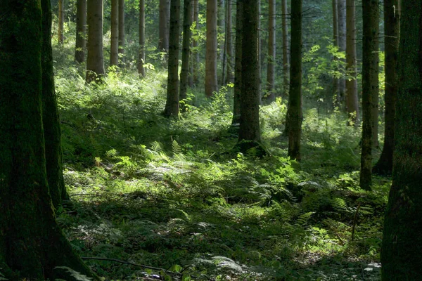 Yazın Bir Orman Zemininde Işık — Stok fotoğraf