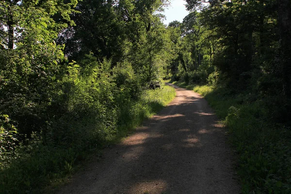 Forest Landscape Summer — Stock Photo, Image