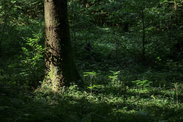 Light Forest Floor Summer — Stockfoto