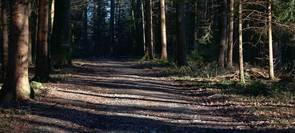 Baumstämme Und Schattiger Waldweg — Stockfoto