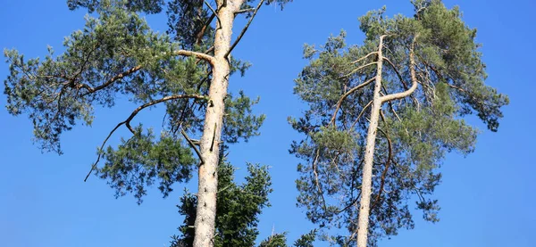 Two Tall Coniferous Trees Forest — Fotografia de Stock