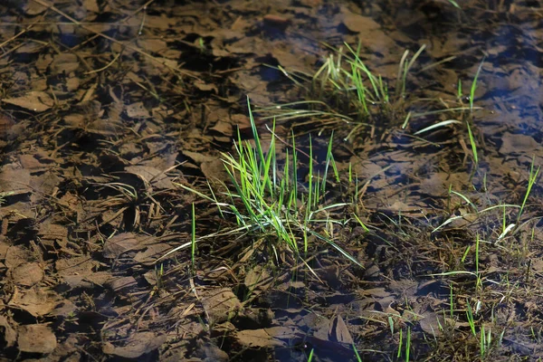 Close Grass Swamp Pond — Stock Photo, Image