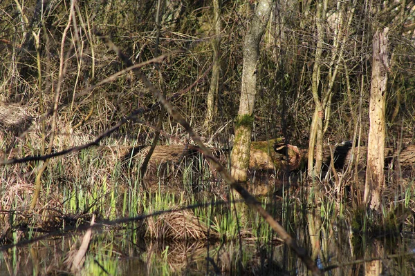 Tree Trunks Swamp Pond — Stock Photo, Image