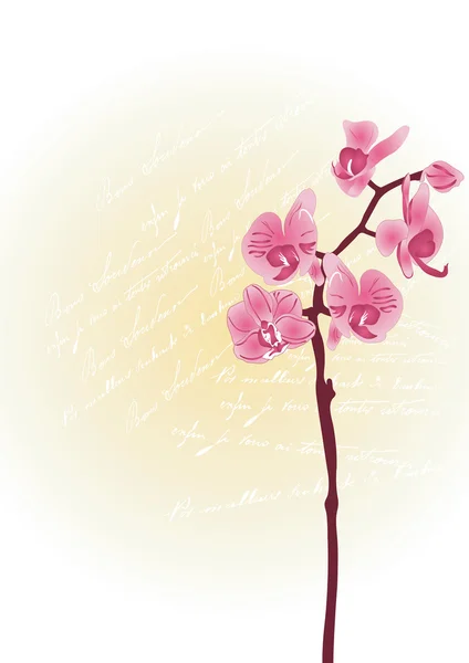Orkidéer — Stock vektor