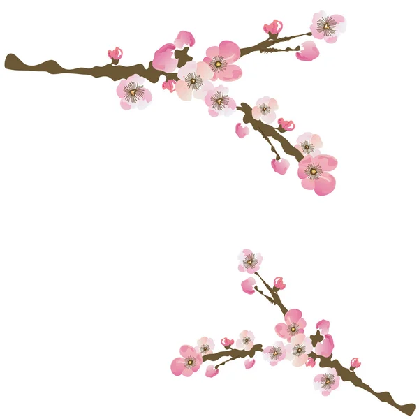 Sakura. — Vector de stock