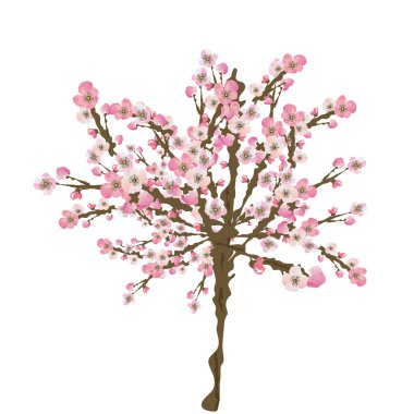 Sakura ağacı