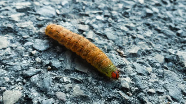 Cankerworm — Φωτογραφία Αρχείου