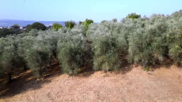 İtalyan kırsalındaki muhteşem kır zeytin ağaçlarının insansız hava aracı görüntüsü, verimli toprak plantasyonunda güneşin altında yetişen yeşil zeytin ağaçları. Endüstriyel zeytin yetiştiriciliği — Stok video