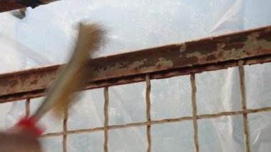 Workman in gloves using metal brush for old paint and rust removing. Process of removing corrosion from metal gate surface, repairing works of rusty fence. High quality 4k footage