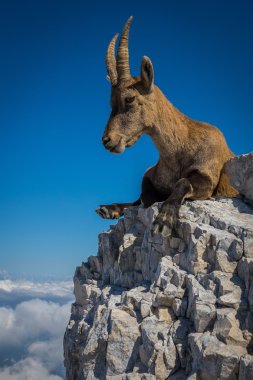 julian alps için mount montasio üzerinde kadın dağ keçisi