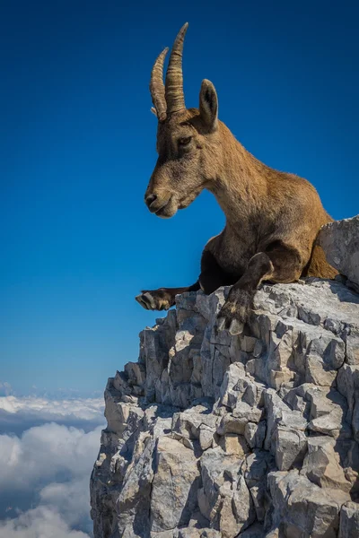 Mulher ibex no monte Montasio em Julian Alps — Fotografia de Stock