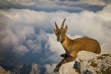 Female ibex on mount Montasio clipart