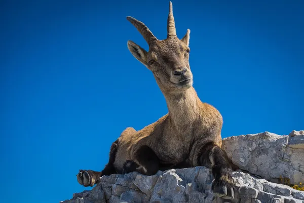 Female ibex on mount Montasio in Julian Alps — Stock Photo, Image