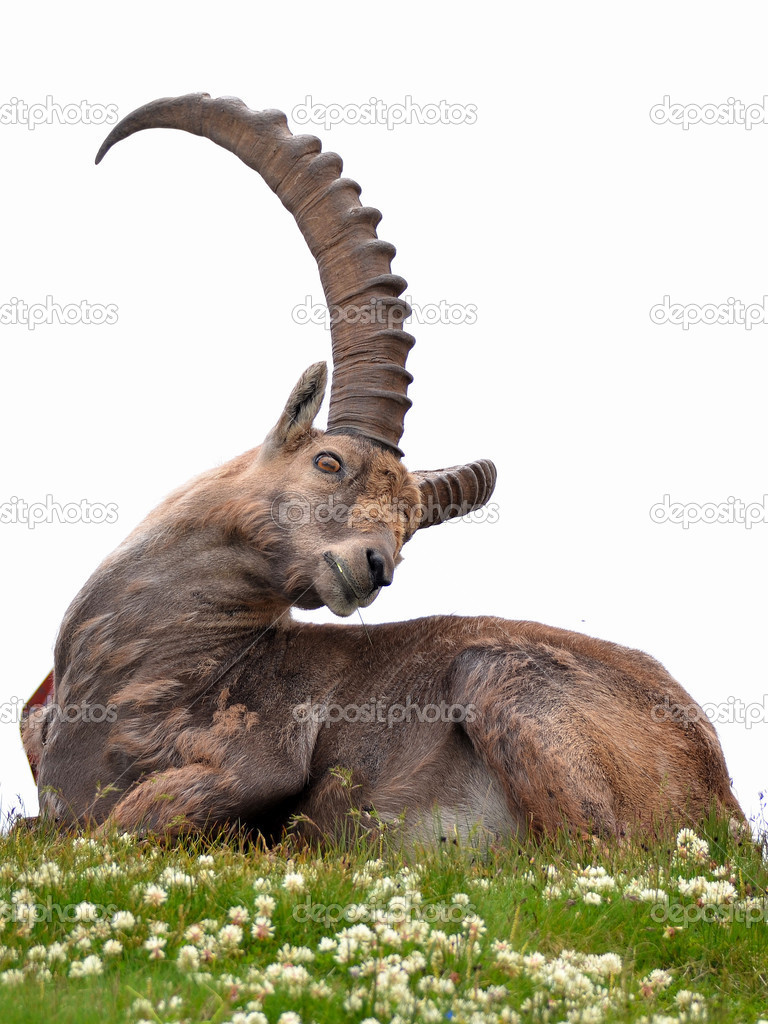Mail ibex resting