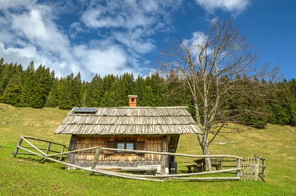 Zajamniki alpská louka — Stock fotografie