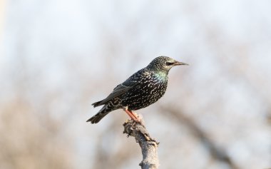 Starling oturur