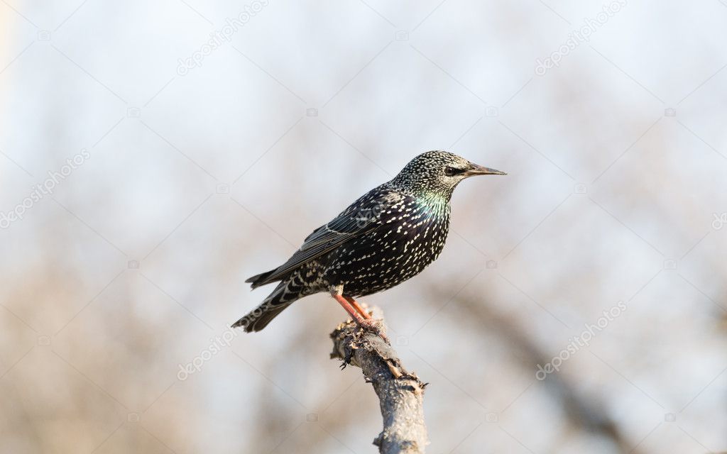 starling sits
