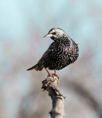 Starling uçtu
