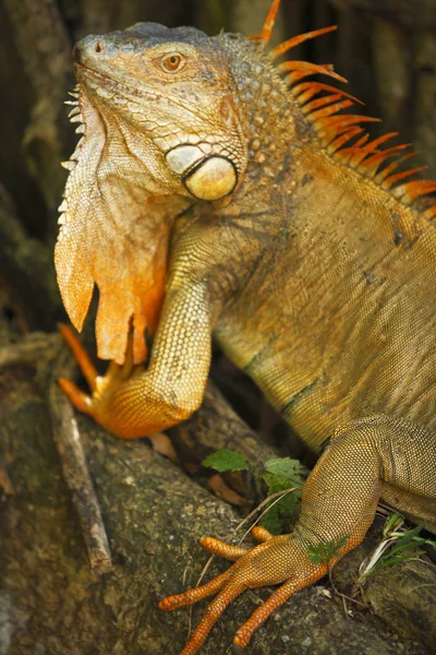 Πράσινο ιγκουάνα στην την άγρια Κόστα Ρίκα — Φωτογραφία Αρχείου