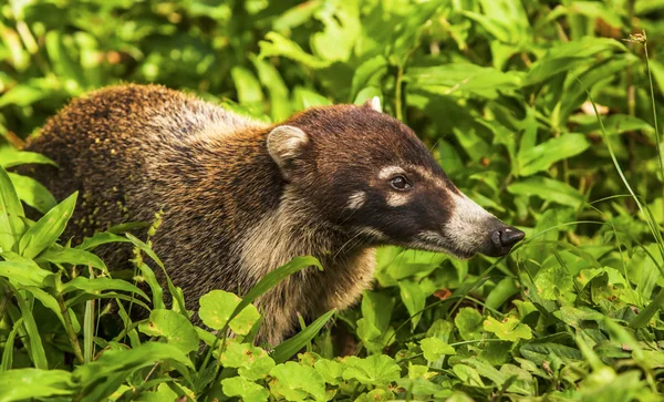 Fehér elefánt törzs coati vadon — Stock Fotó