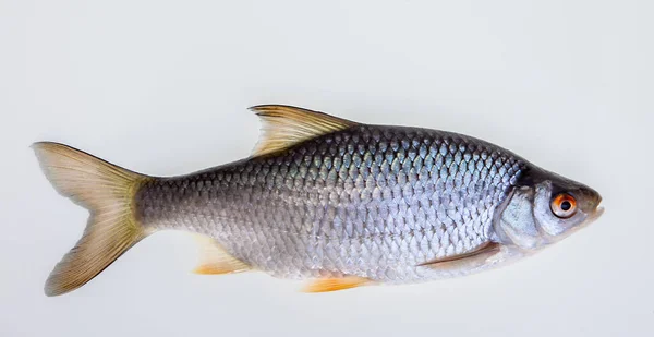 Карпообразная Пресноводная Рыба — стоковое фото