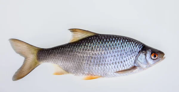 Carpa Como Peixe Água Doce Cyprinide Opcional — Fotografia de Stock