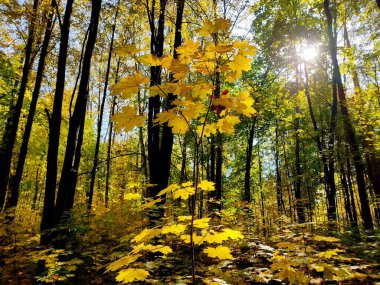 Sarı akçaağaç yaprakları sonbahar ormanında. Kurumuş ağaç yapraklı bir manzaranın fotoğrafı. Belarus 'ta sonbahar güneşli bir gün.