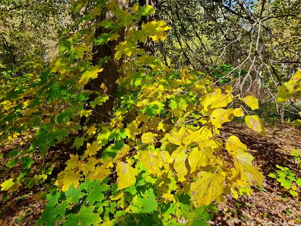 Κίτρινα Φύλλα Σφενδάμου Στο Φθινόπωρο Μια Φωτογραφία Ενός Τοπίου Μαραμένα — Φωτογραφία Αρχείου