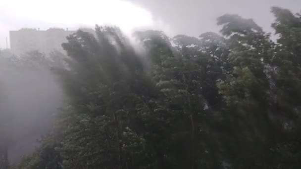 Duże Krople Deszczu Tle Zielonych Topoli Silny Wiatr Deszczem Pod — Wideo stockowe