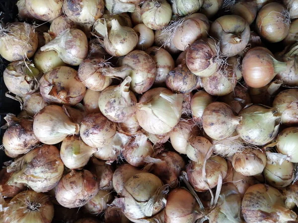 Zwiebeln Die Noch Nicht Geschält Sind Werden Nach Der Herbsternte — Stockfoto