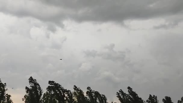 Kara Uçan Kargalar Fırtına Bulutlarının Arka Planında Kavak Güçlü Rüzgârlar — Stok video