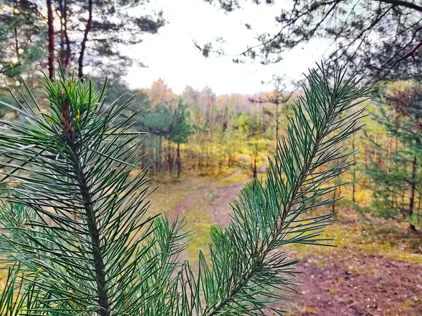 秋の森を背景に松の小枝 手前の常緑樹の葉 ベラルーシの秋の風景 — ストック写真