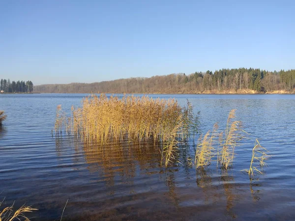 Mavi nehirde sarı kamış. Gölette çimen olan bir manzaranın fotoğrafı. Beyaz Rusya 'da sonbahar havası.