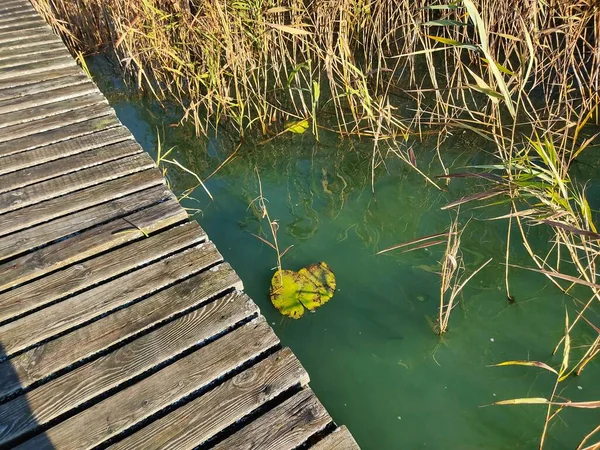 Fußweg Von Holzplanken Zum See Szene Mit Trockenem Schilf Teich — Stockfoto