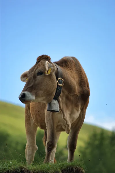 Vache alpine Photo De Stock