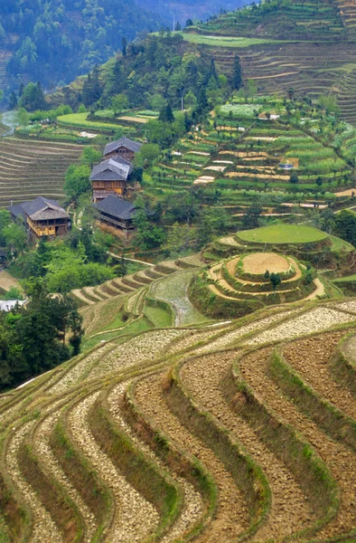 Terrasses de riz en Chine Images De Stock Libres De Droits