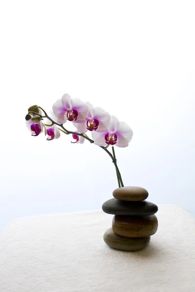 Orquídea con piedras de río