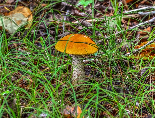 kavak bolete