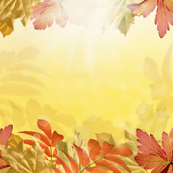 Autumn background — Stock Photo, Image