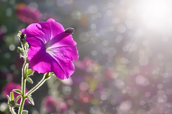 Petunie liliowe — Zdjęcie stockowe