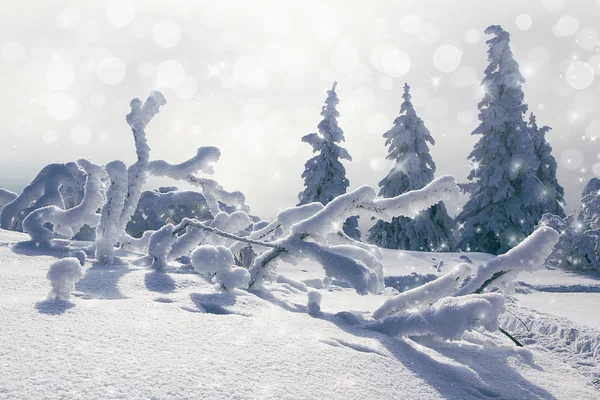 Nieve — Foto de Stock