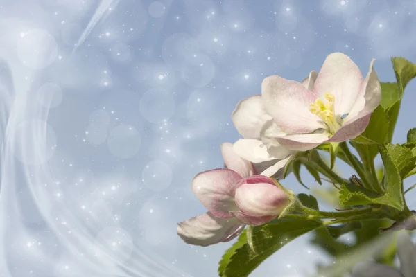 Les fleurs de pommier — Photo