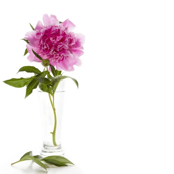 Peony — Stockfoto