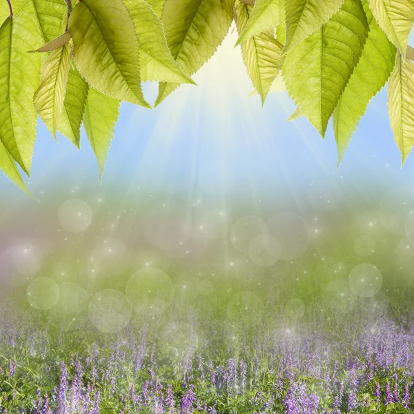 Zomer achtergrond. — Stockfoto